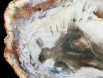 Beautiful Araucaria Petrified Wood Slice - #9580-1